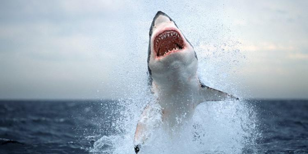 Photo of a shark jumping out of the water