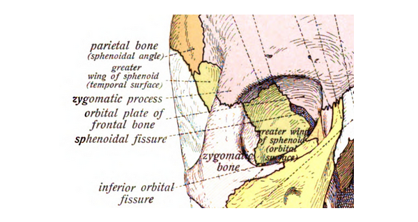 an image of the front of the human skull, with names of various features